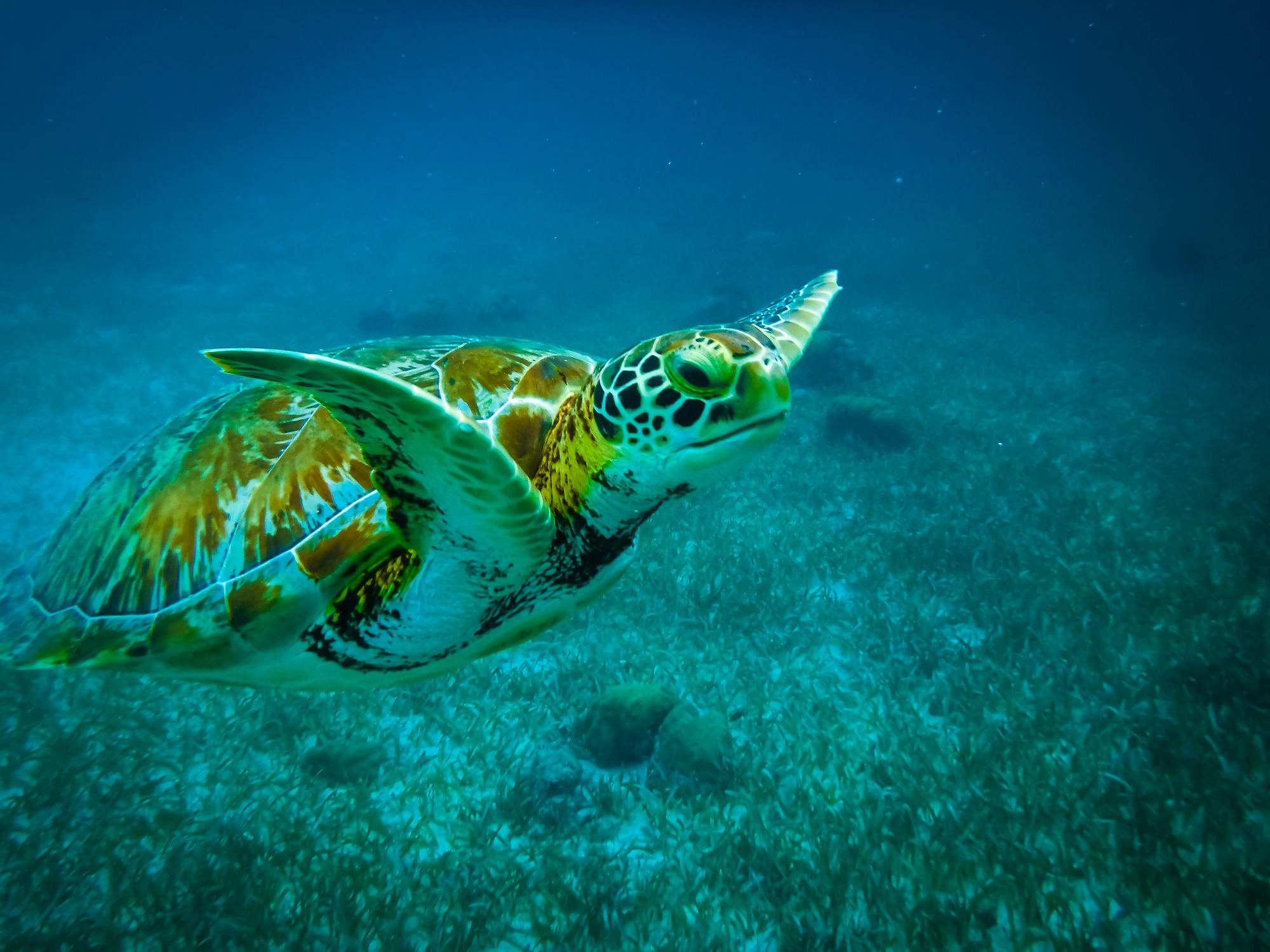 Sea turtle in caribbean sea - Caye Caulker, Belize